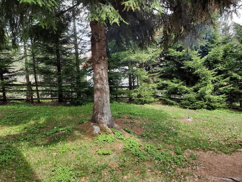 Villa Piricske Pihenohaz Ciceu Exterior foto